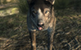 Dogmeat